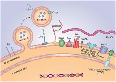 Non-antibiotic prevention and treatment against Acinetobacter baumannii infection: Are vaccines and adjuvants effective strategies?